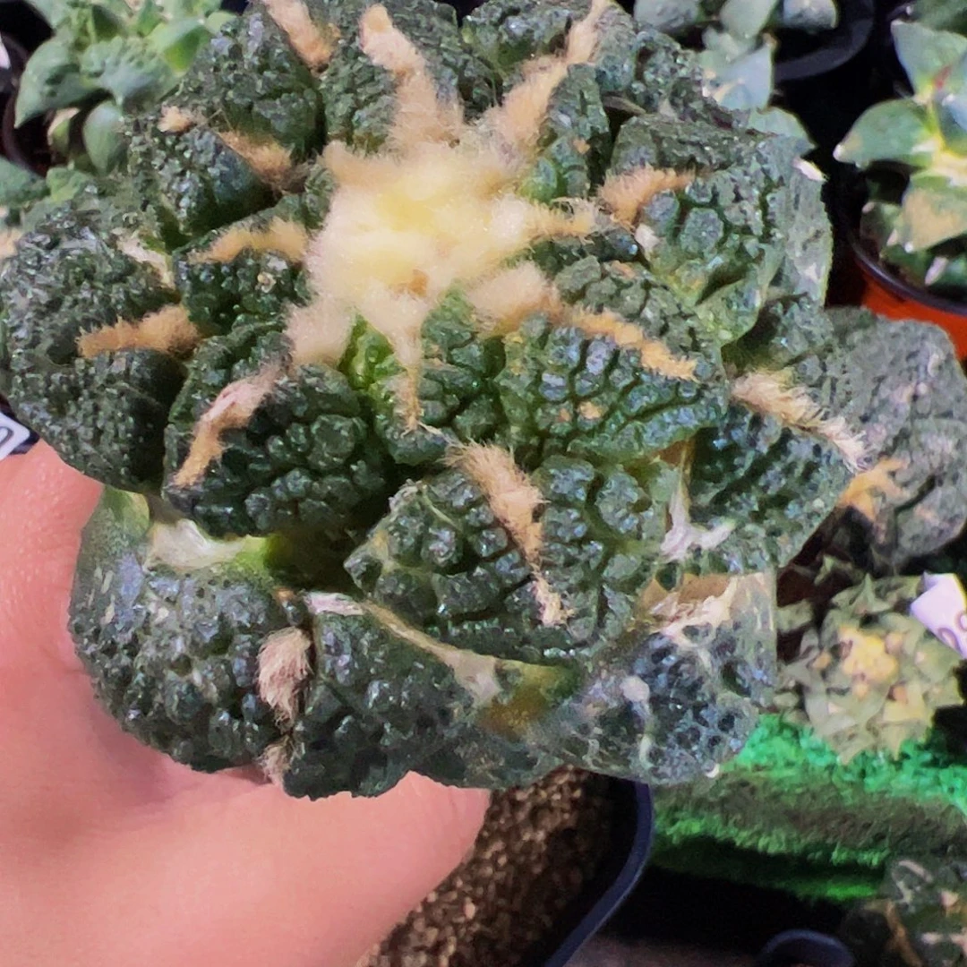 无花朵福利老龟甲牡丹810