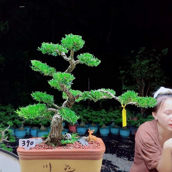 当前无花朵，栽培后可花朵【洛神赋盆栽】广东小叶软枝皱皮雀舌黄杨