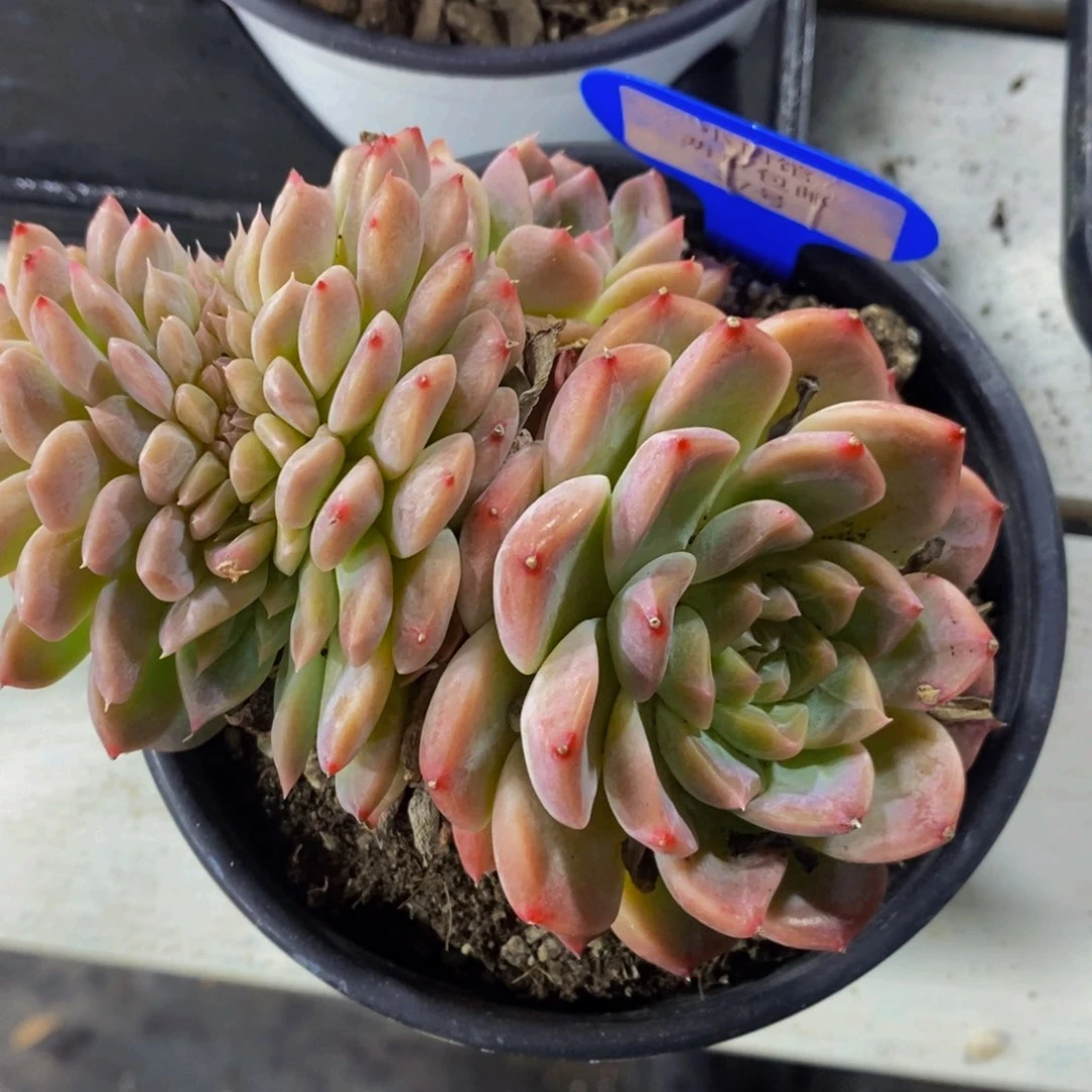 37-樱花冰魄缀一个