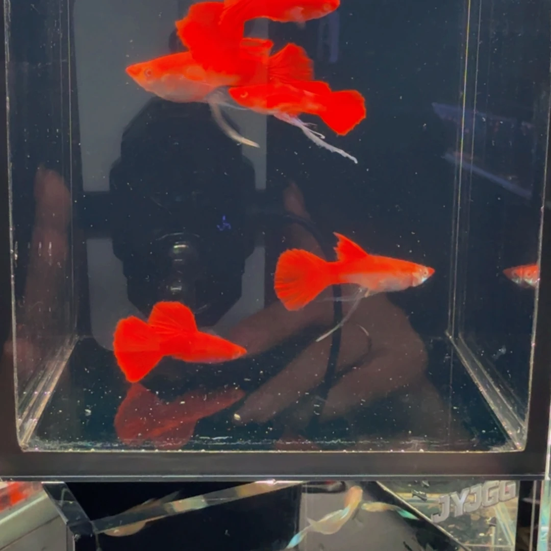 *****孔雀鱼小鱼的鱼儿