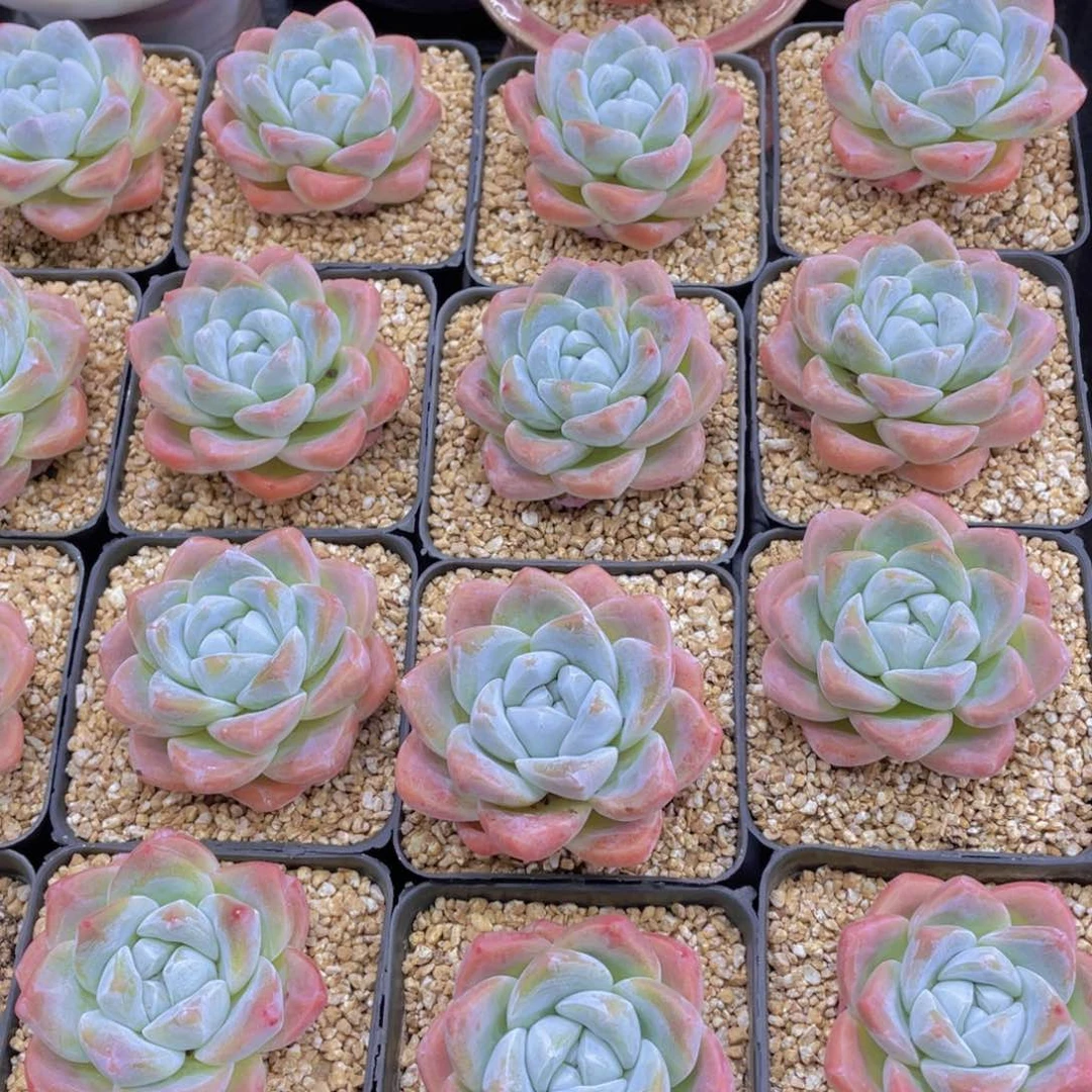 量拍1号 樱花钻石冰玉单头一个