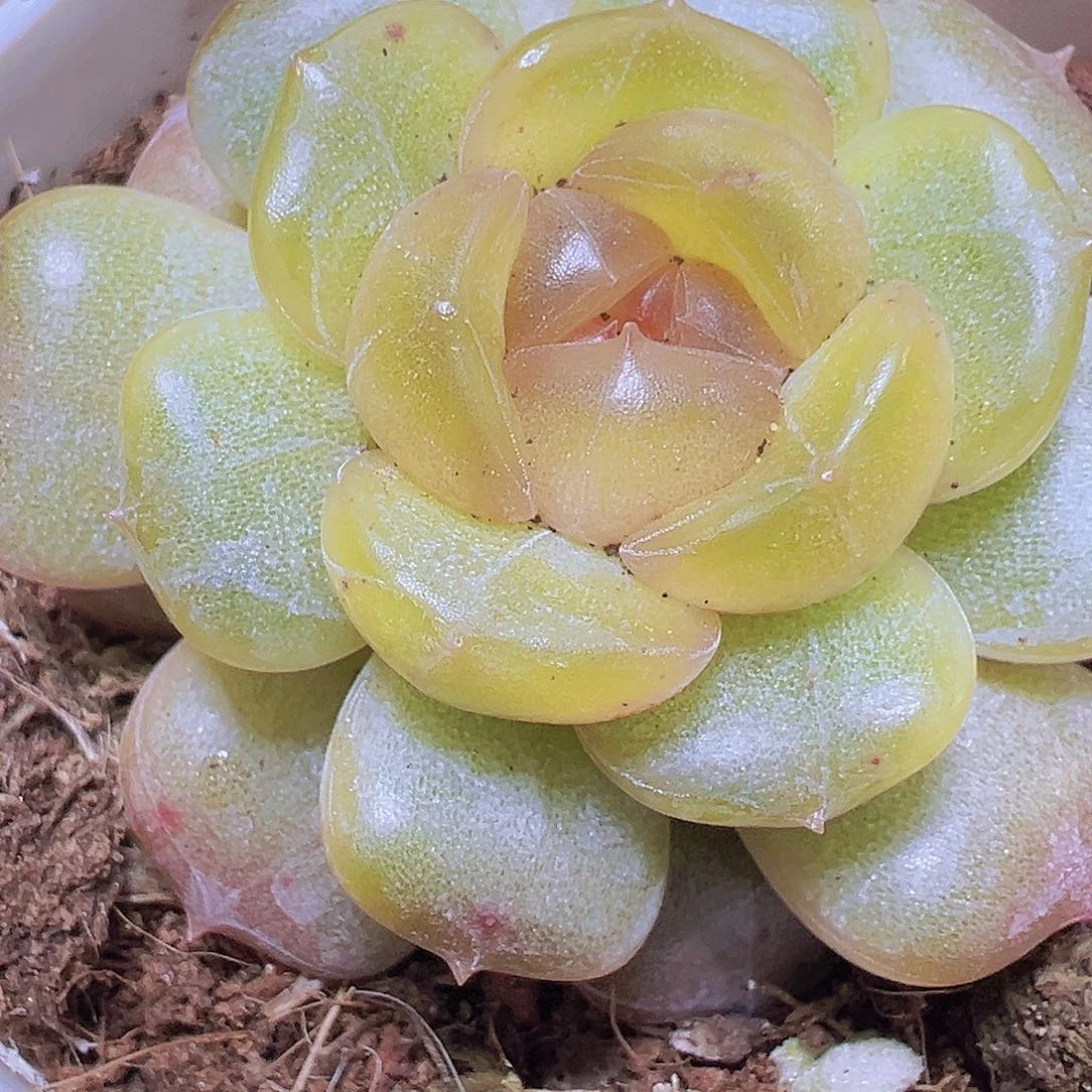 8角盆彩恋19包邮多肉植物