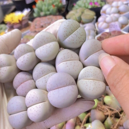 8234，2.3-2.5厘米如图