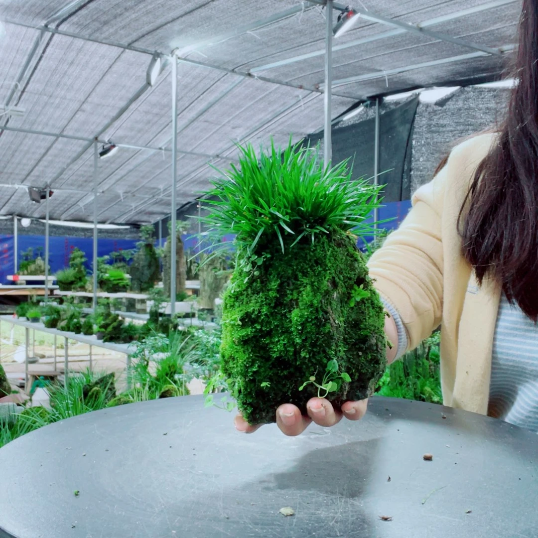 用***5当前无花栽培后可以开花