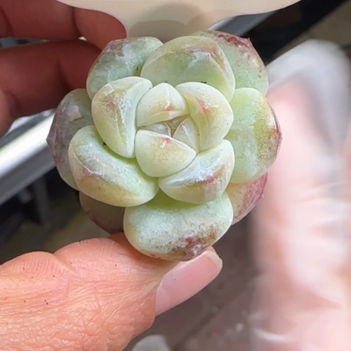 408号   琥珀冰玉精控