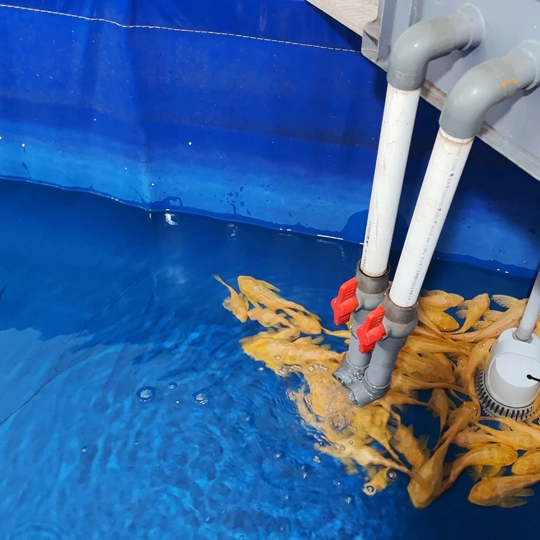 海水红眼女王大帆工具清洁鱼