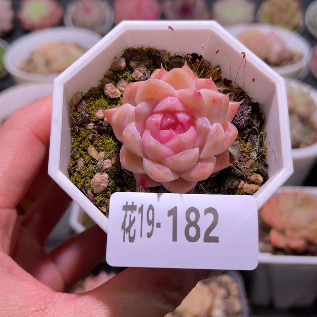 花利美19-182明月心