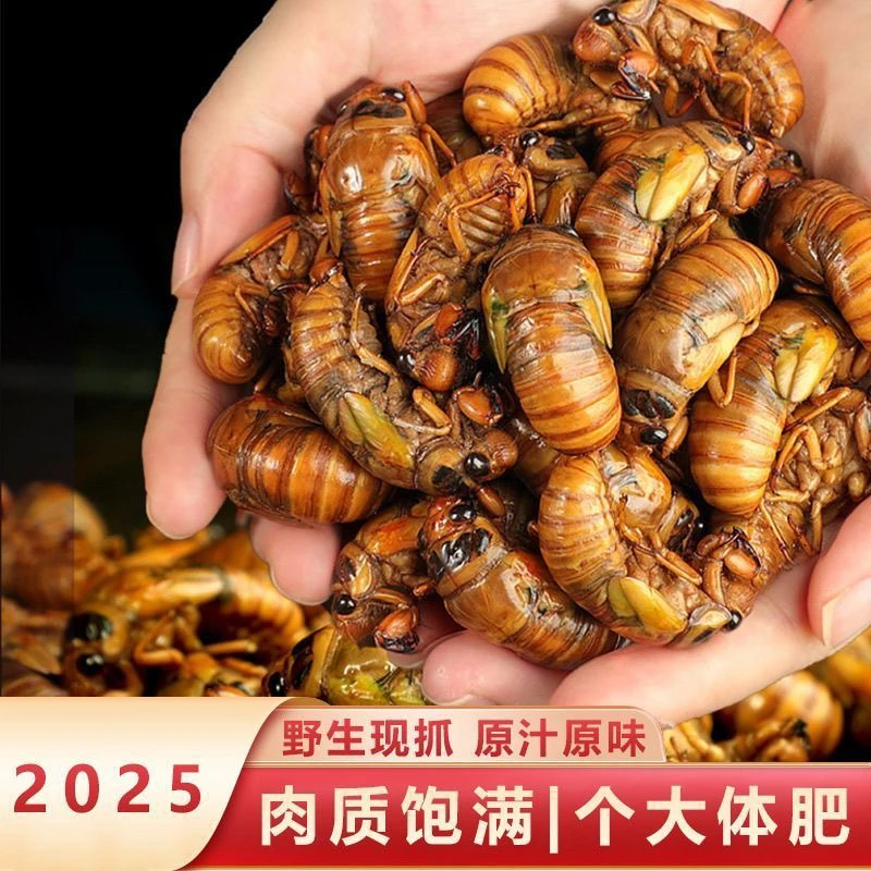 新鲜大号知了猴金蝉白蝉活体爬叉猴速冻发货顺丰美食冷链