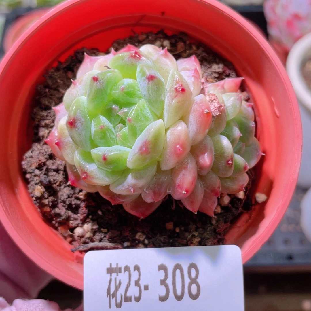 花利美23-308秘境冰魄