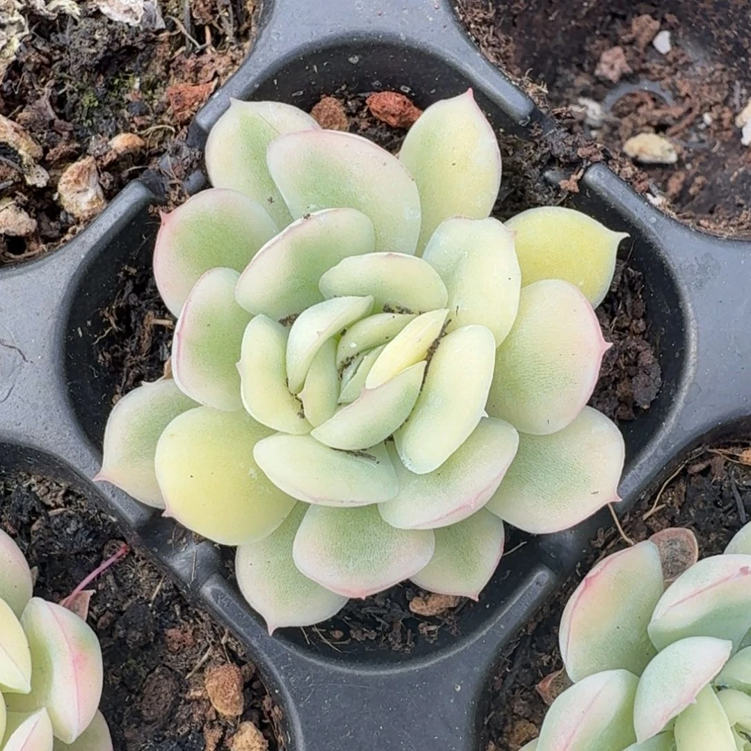 草莓冰锦腹欧你锦