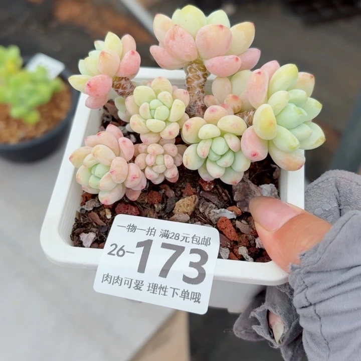 樱花罗琦无盆土发货多肉