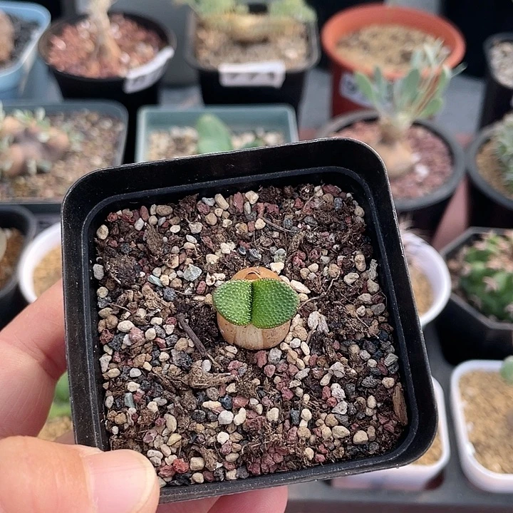 065产地泡泡叶灯台百合