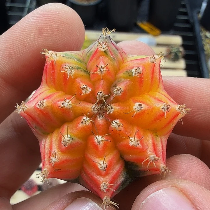 当前无花朵，栽培后可花朵