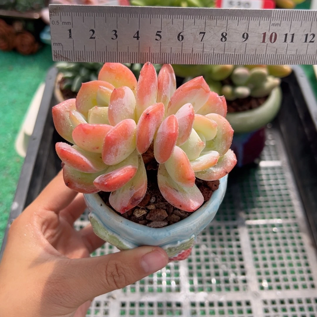 表妹精品多肉植物531.