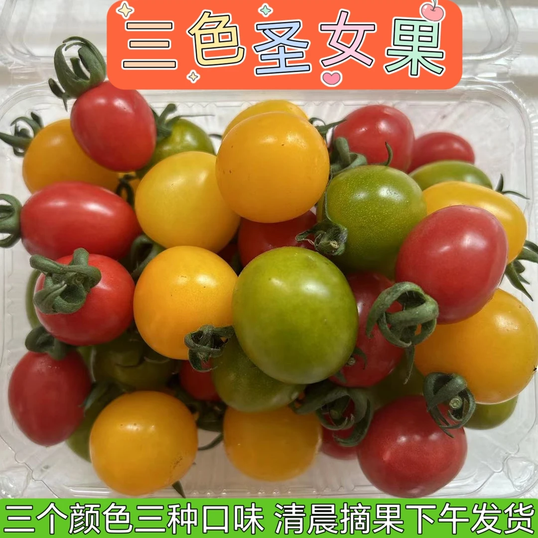 三色混装圣女果小番茄千禧贝贝青甜二号新鲜采摘多彩番茄酸甜多汁