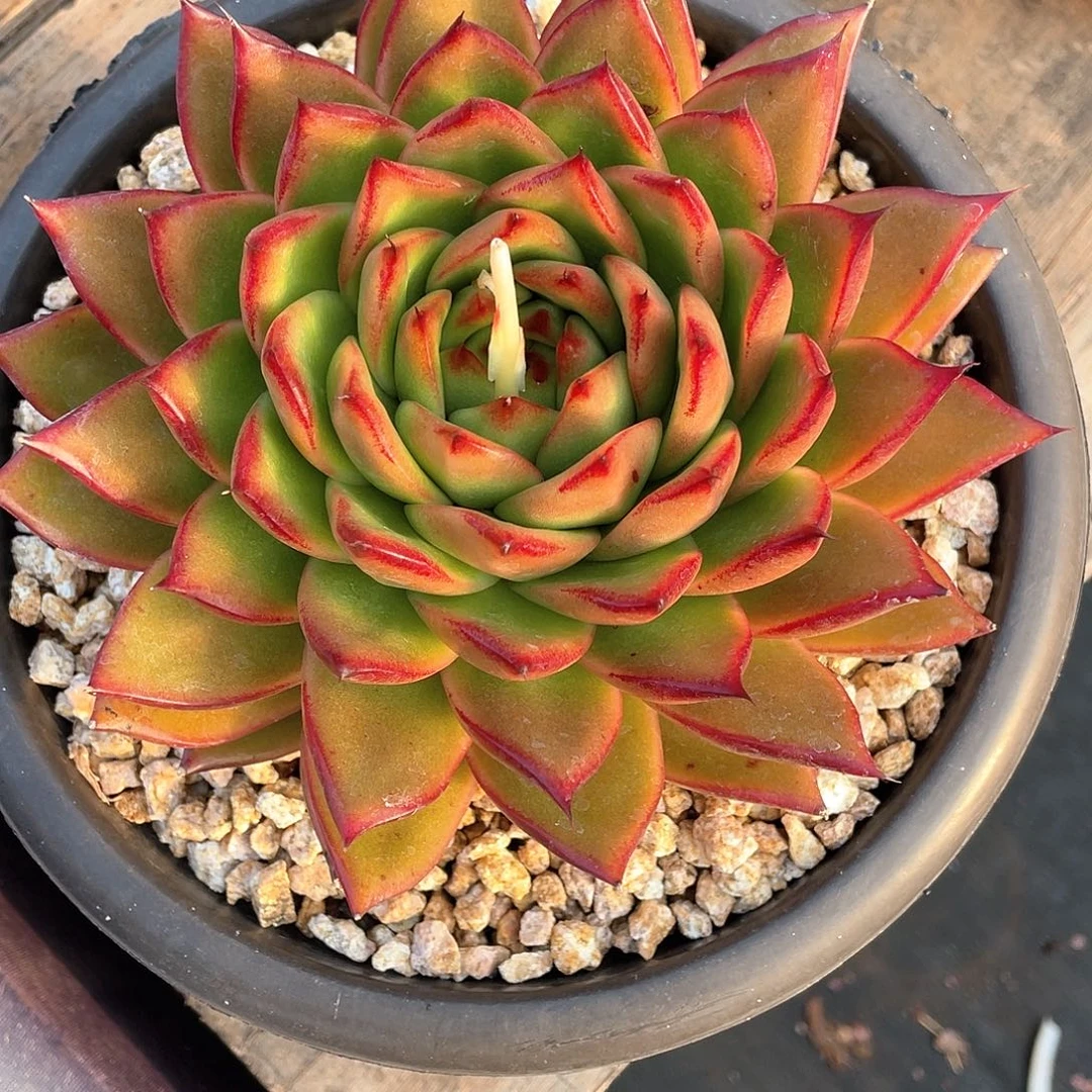 ?****?多肉植物一物一拍