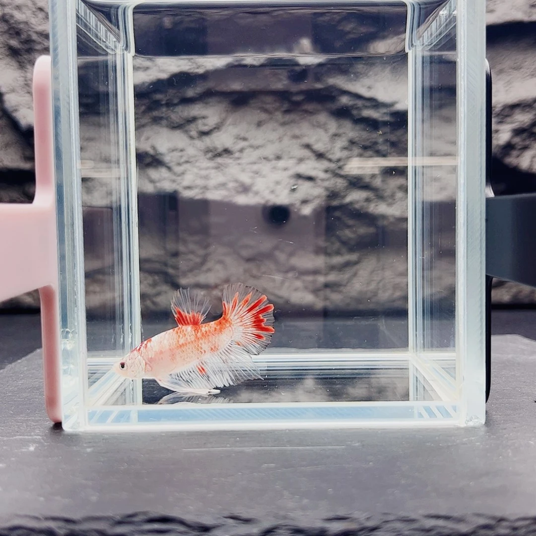 紫印母鱼宙斯斗鱼竞拍10-07