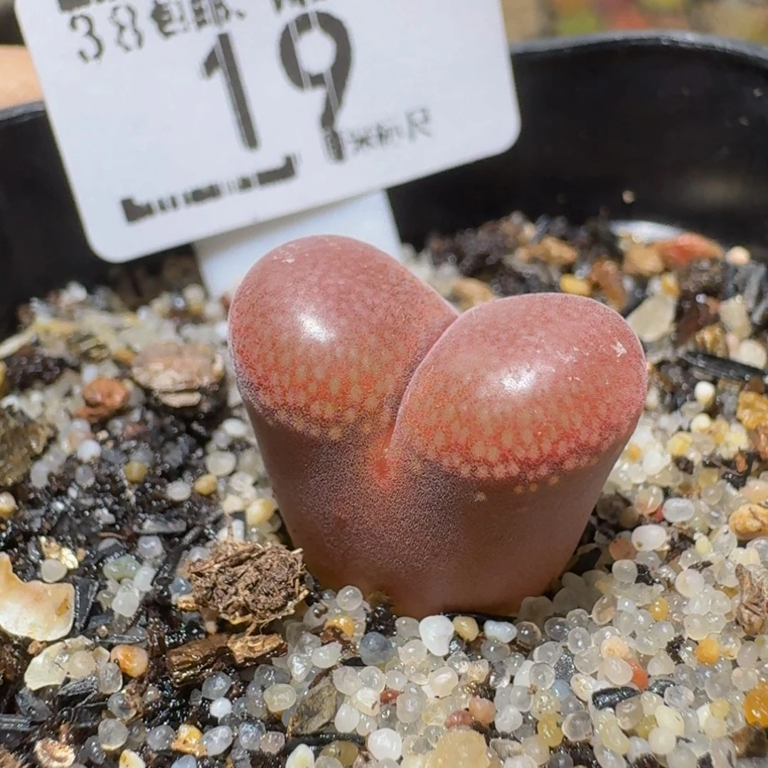 Sssss精品生石花19