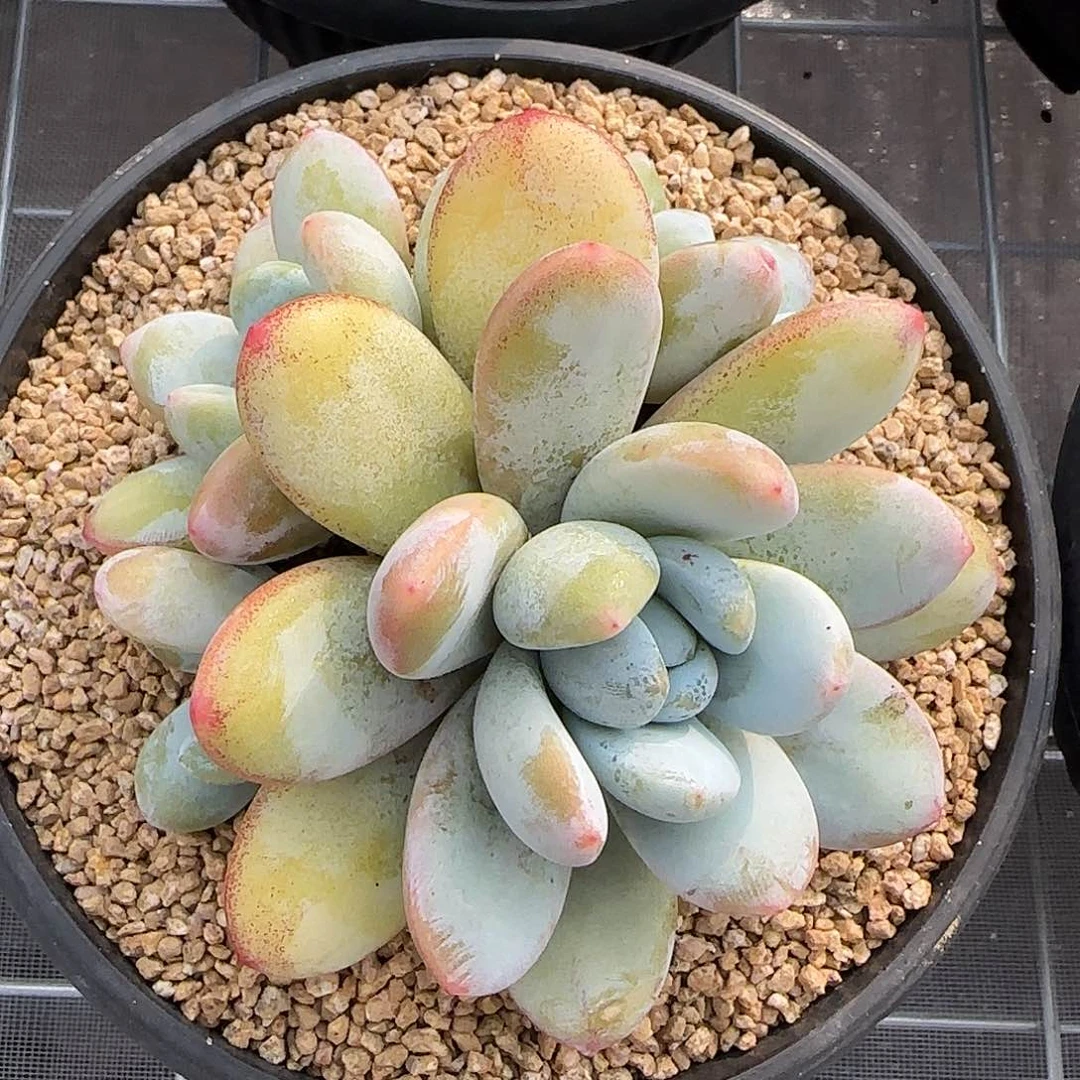 从前慢花园精选雪美人