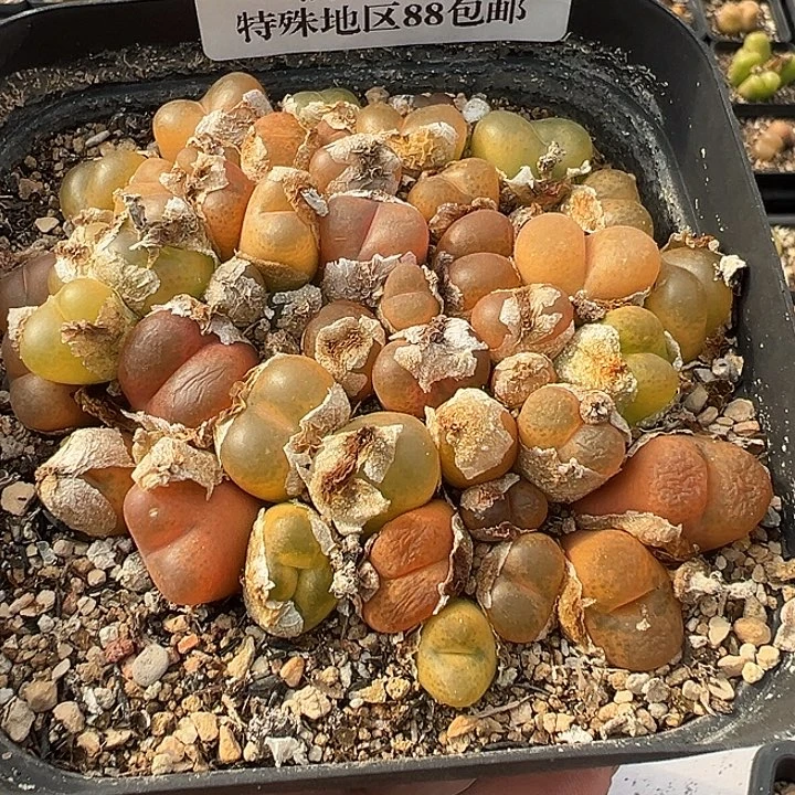 海***燕无花朵090号特价毛汗尼不包邮