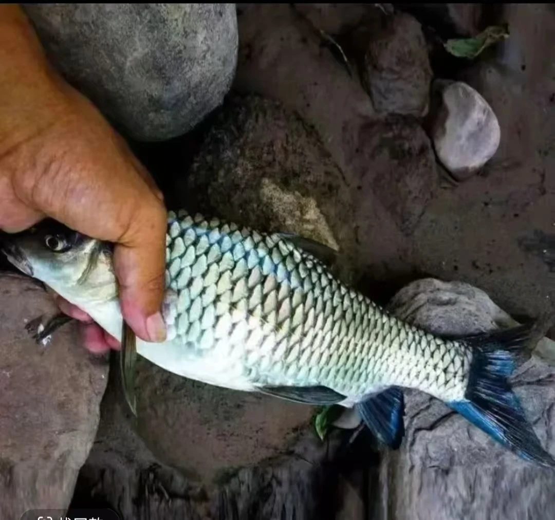 四川清波鱼观赏水族淡水饲养