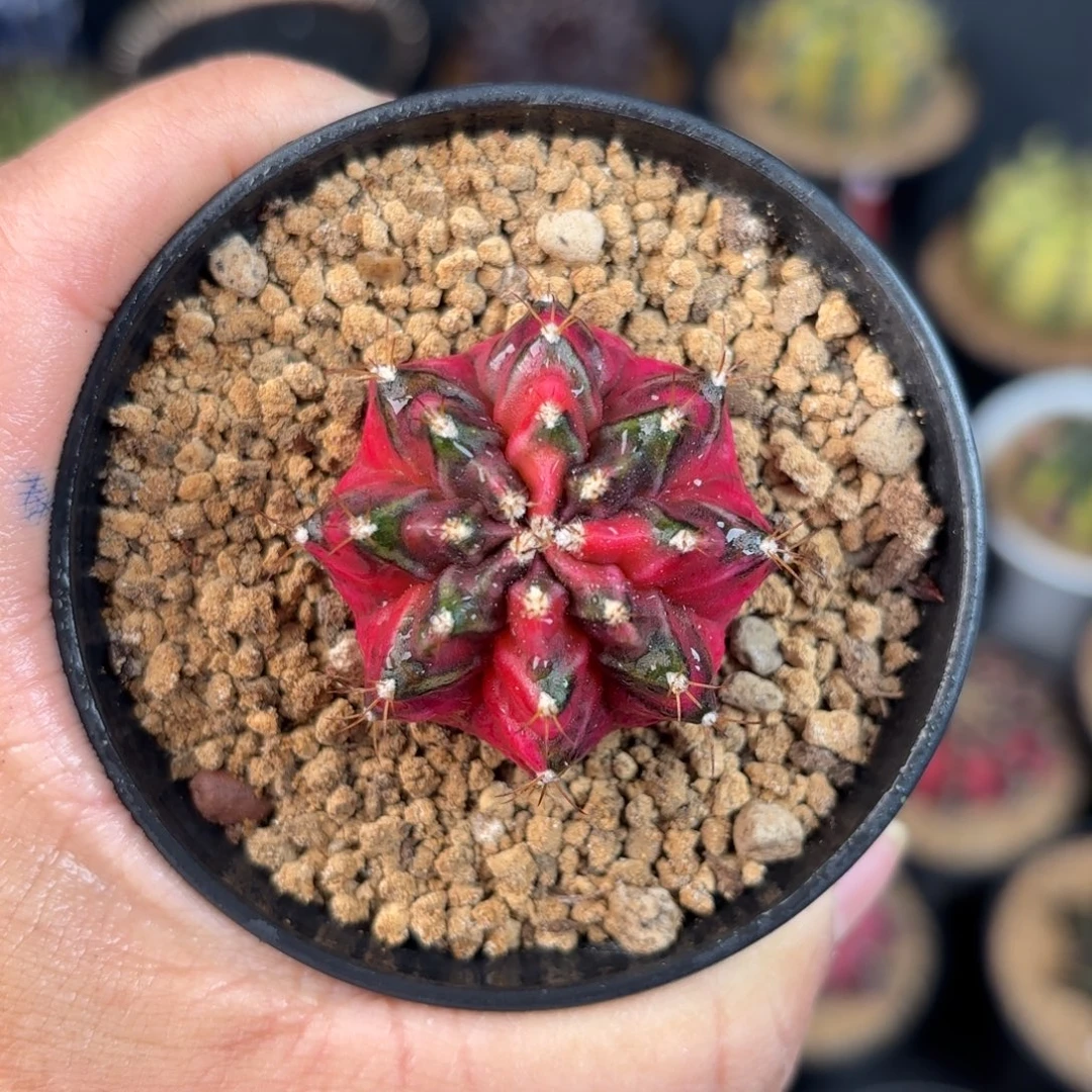 泰系米哈仙人球侧牙577