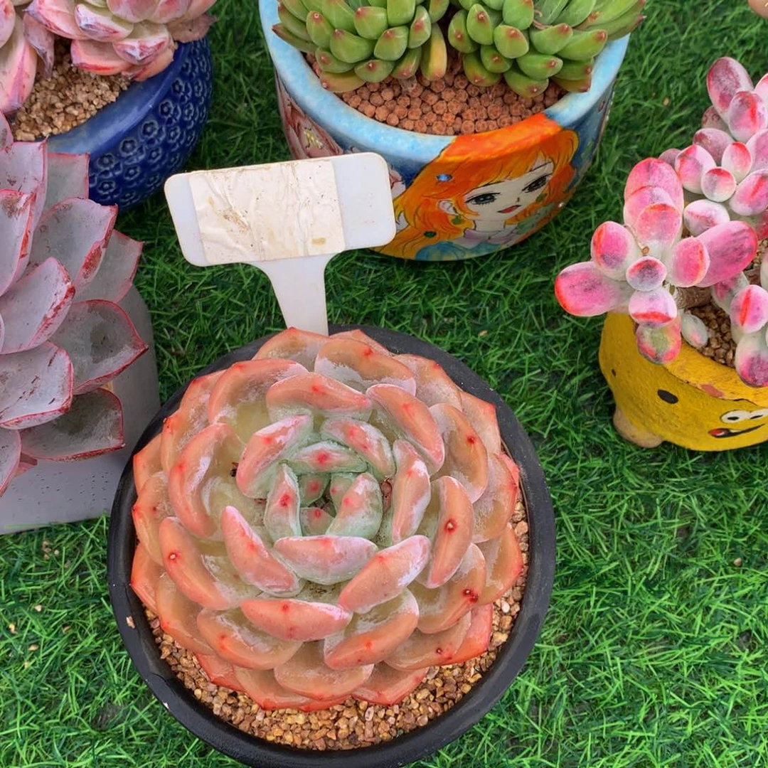 画****～橙子读肉句植物626