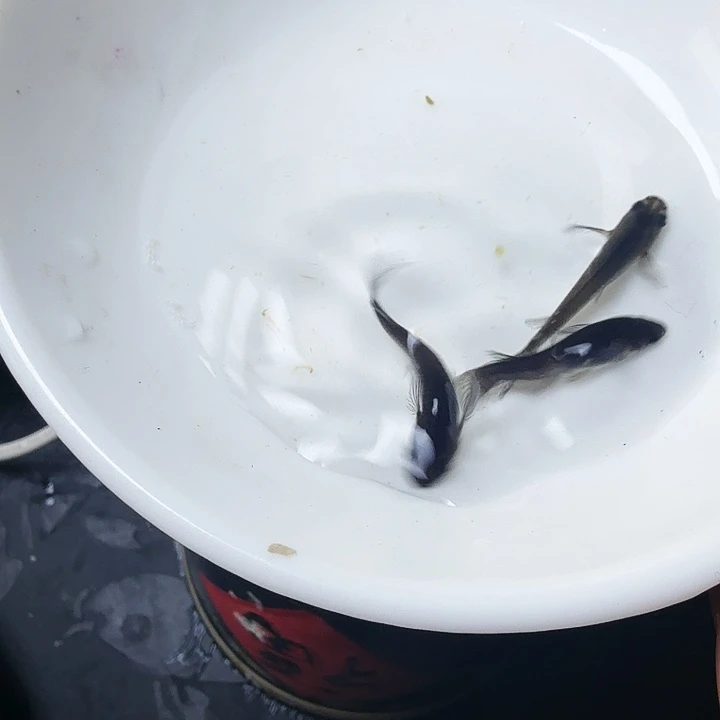 青鳉鱼8号拍品长鳍大蛇