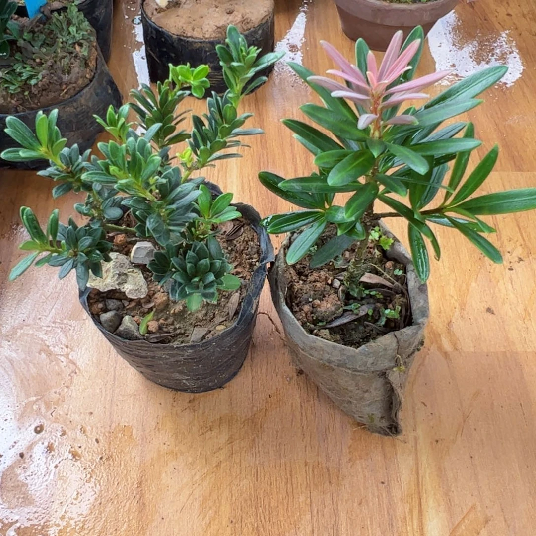 润***璟完全开放红芽罗汉松盆景素材