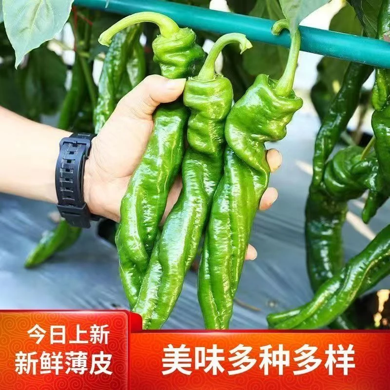 【3斤批发】新鲜薄皮香辣螺丝椒皱皮青椒炒辣子鸡时令应季农家蔬菜