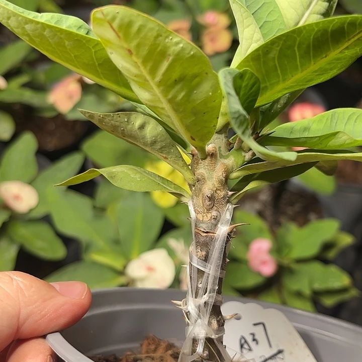 虎刺梅带根-蝶恋花+赠品88