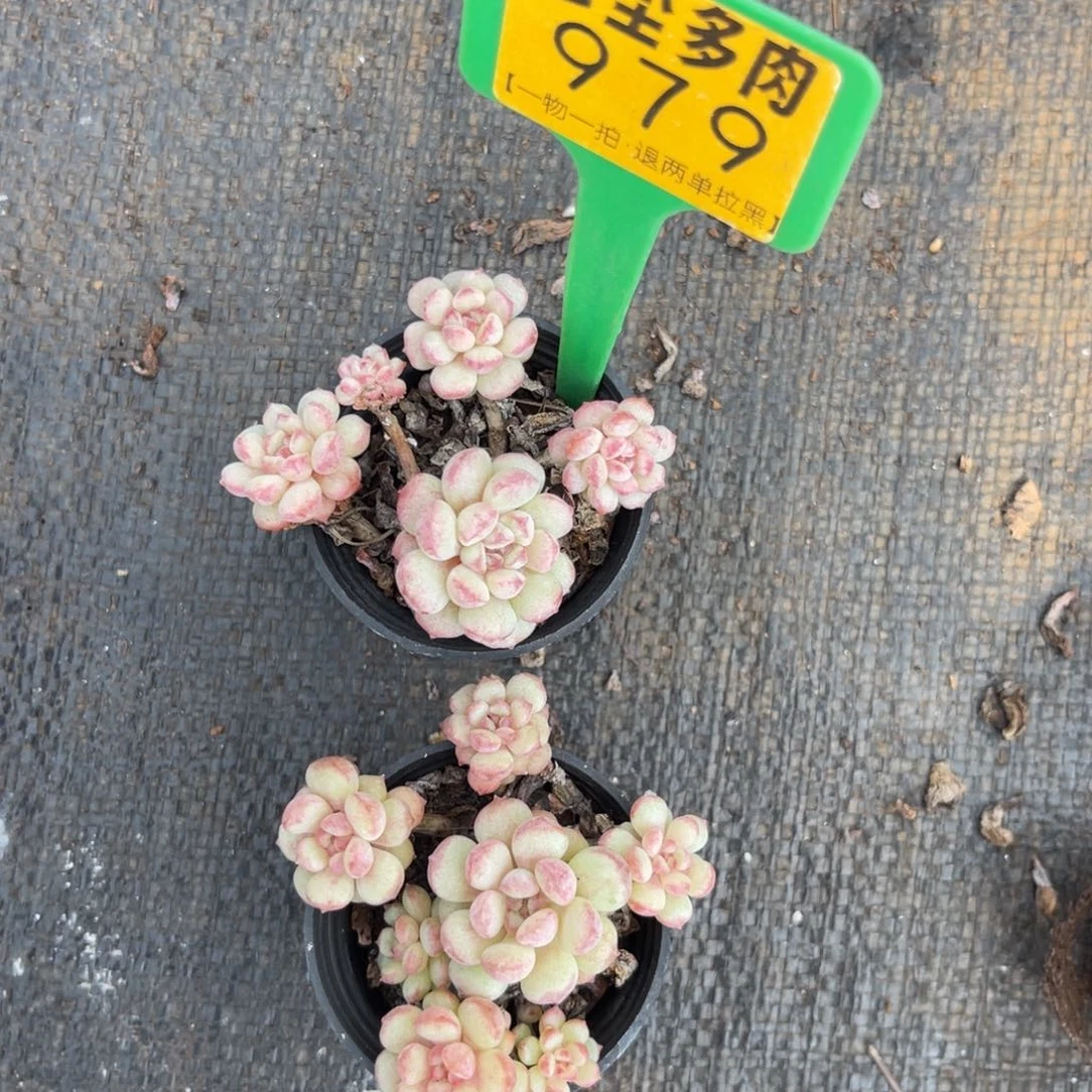 云尘多肉一物一拍979，