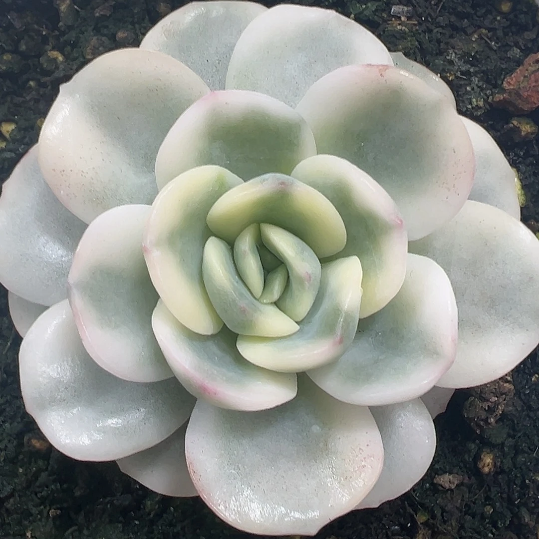 友谊锦多肉植物锦