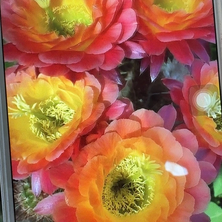 大满贯根高6公分毛花柱