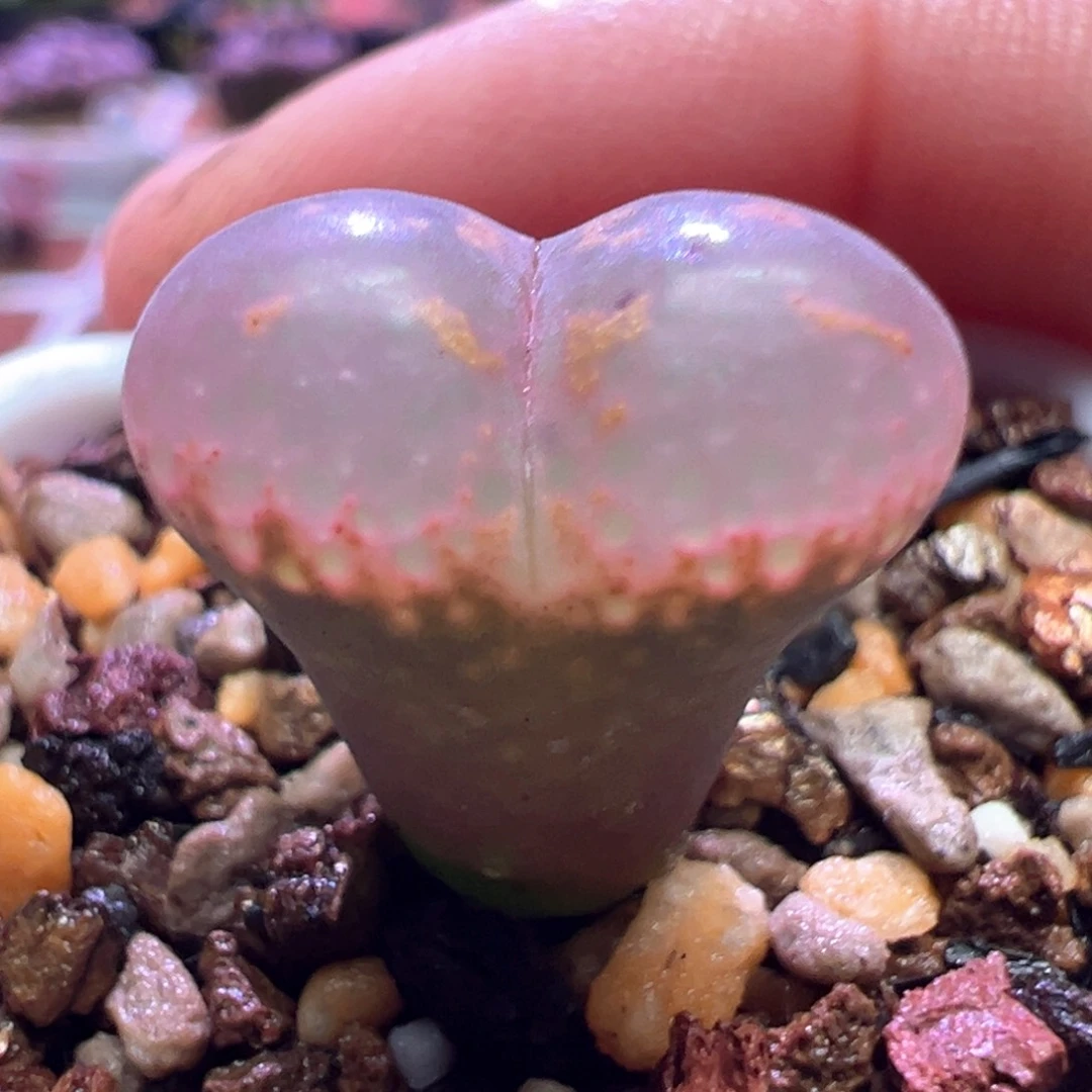 0909，韩系爱心勋章，肉锥植物