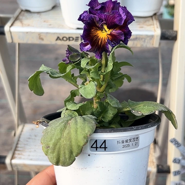 红陶抖音直播闪拍44