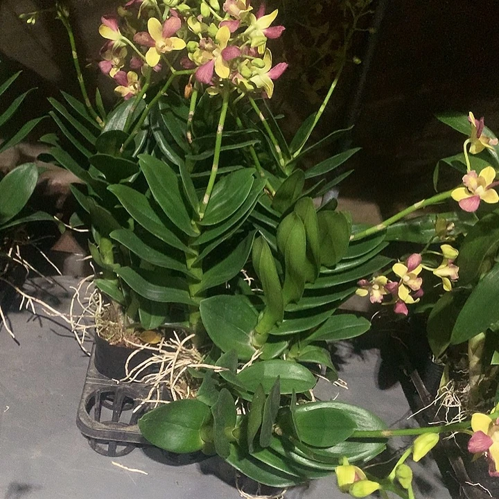 完全开放黄天使大小2苗裸根带花花叶不包损