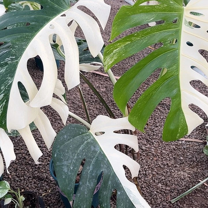 无花朵特殊植物售出无售后