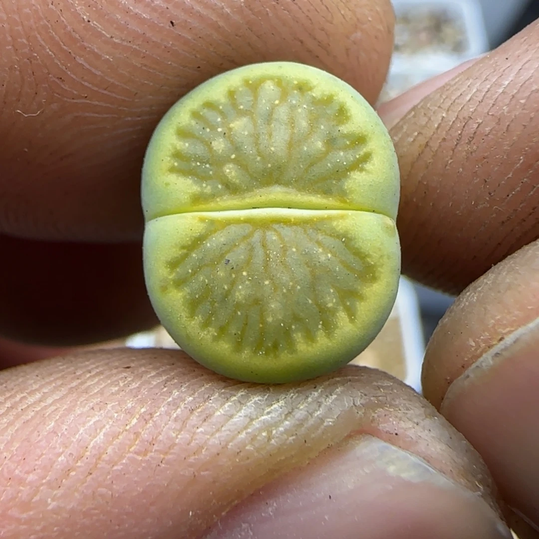 434 生石花大棚直播