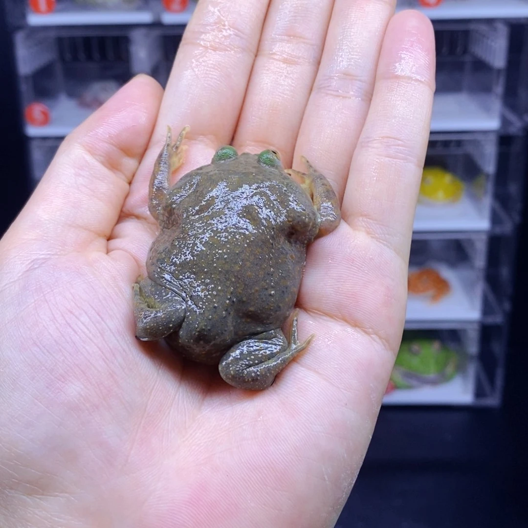 星***～角蛙3-10cm闪购专享链接