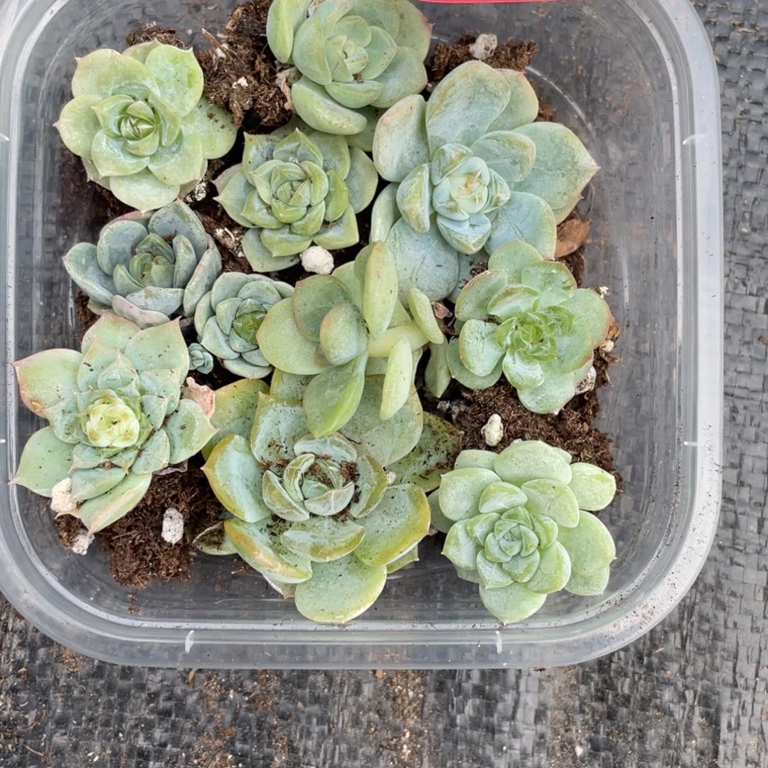 幸***福h10号幸福切糕专拍