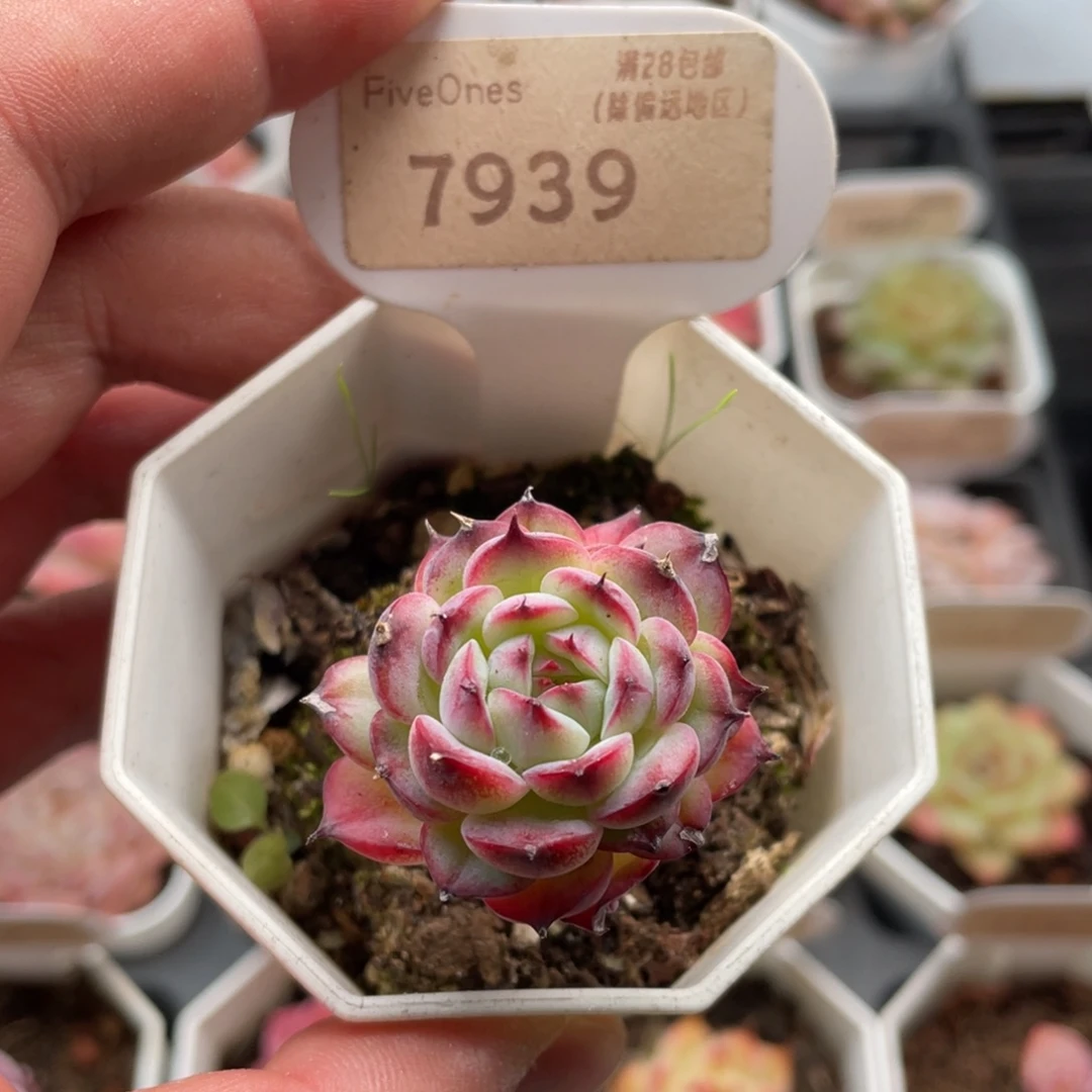 马赛尔7939-3.5厘米