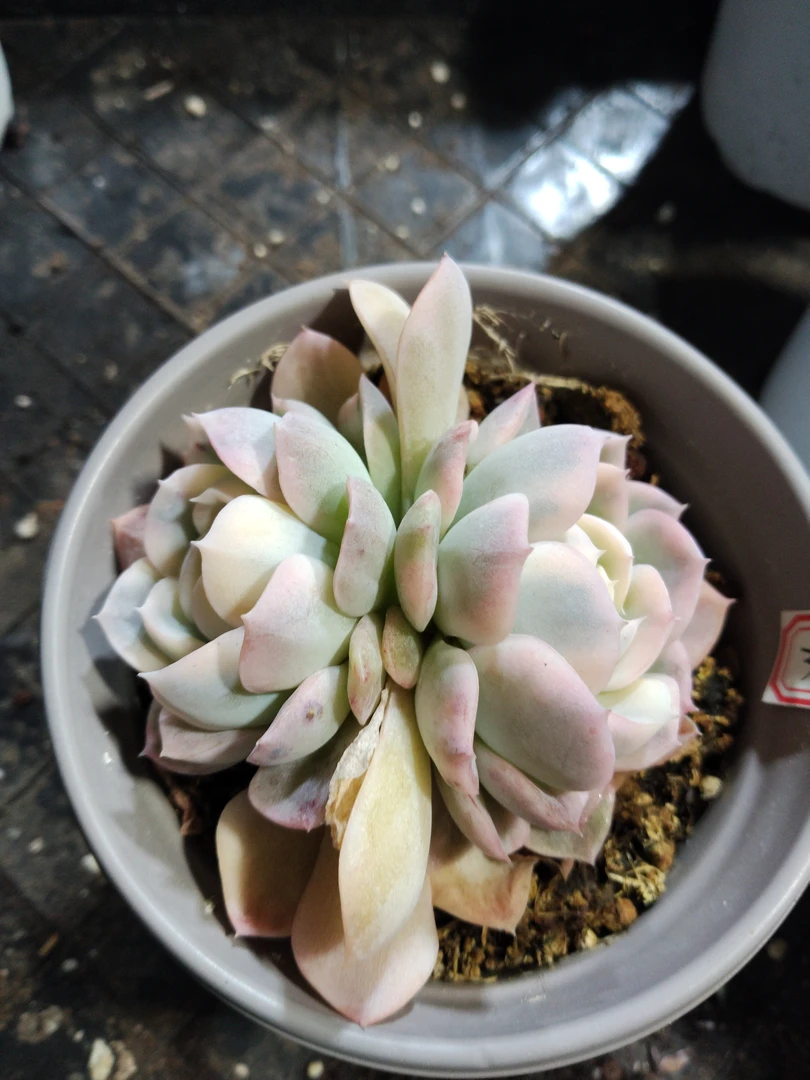 非偏远18包邮  一物一拍  11厘米盆 A335墨西哥雪球锦双头