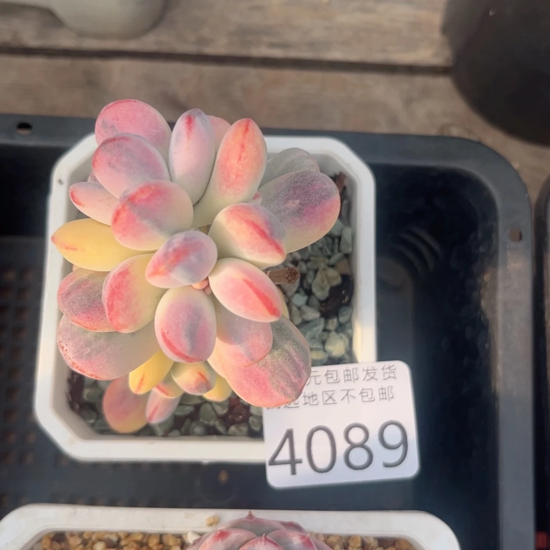 C****?4089h j j j j j j