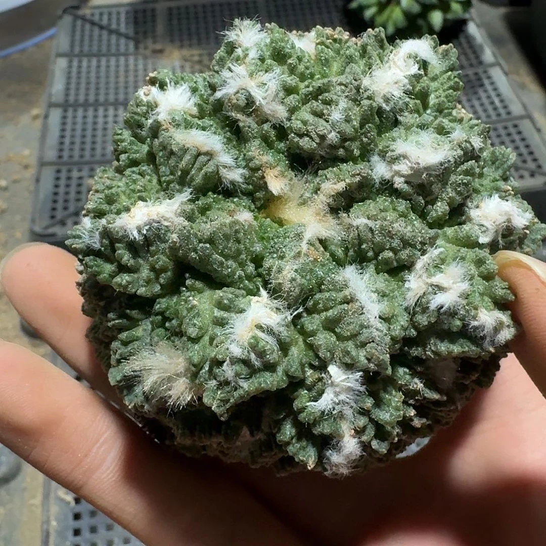 051号仙人球萝卜根