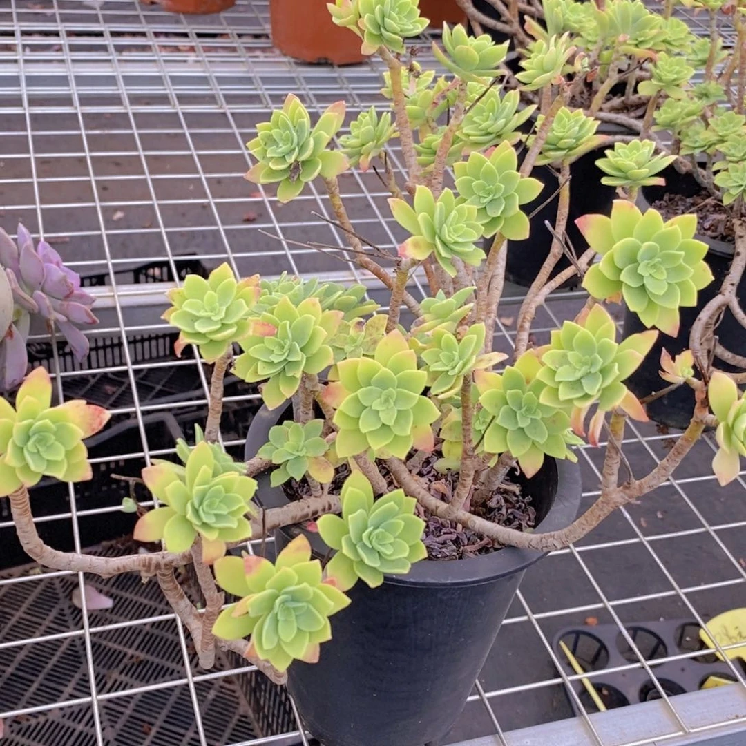 清汤薄化妆木质化老桩