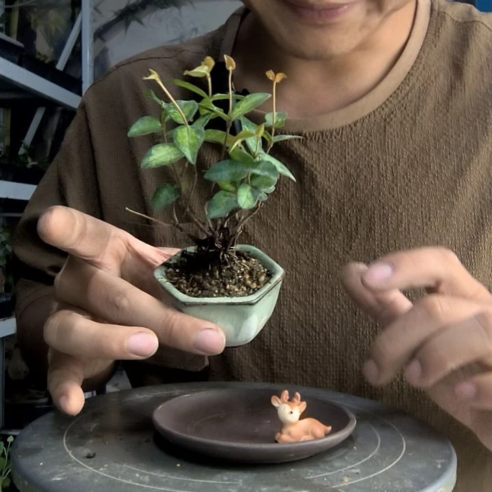 不****岁中青园艺一物一拍79