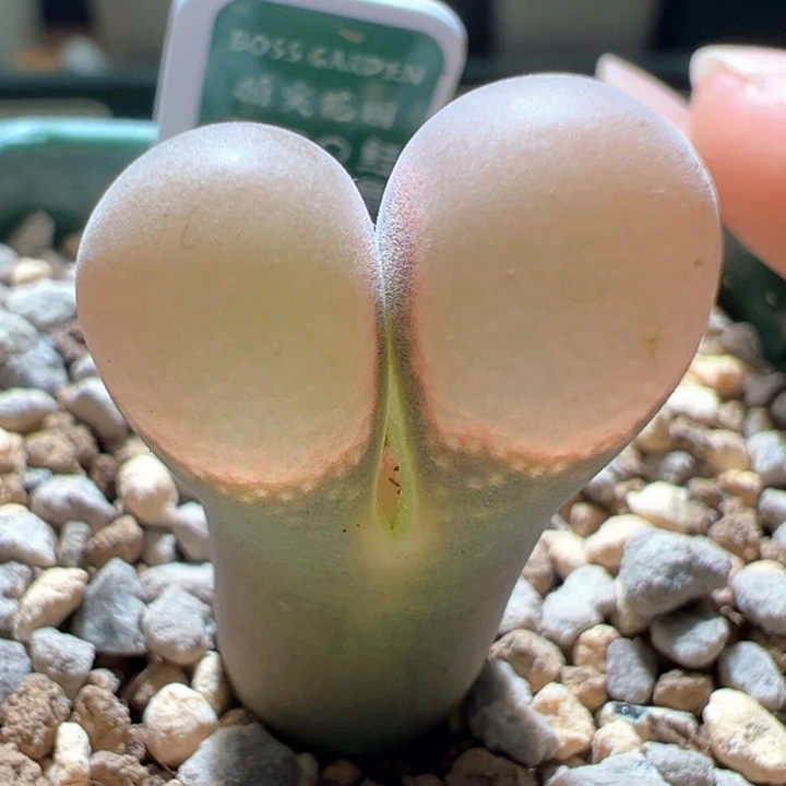 A583.  青蛙种源优选超大鼓窗鲑鱼粉。