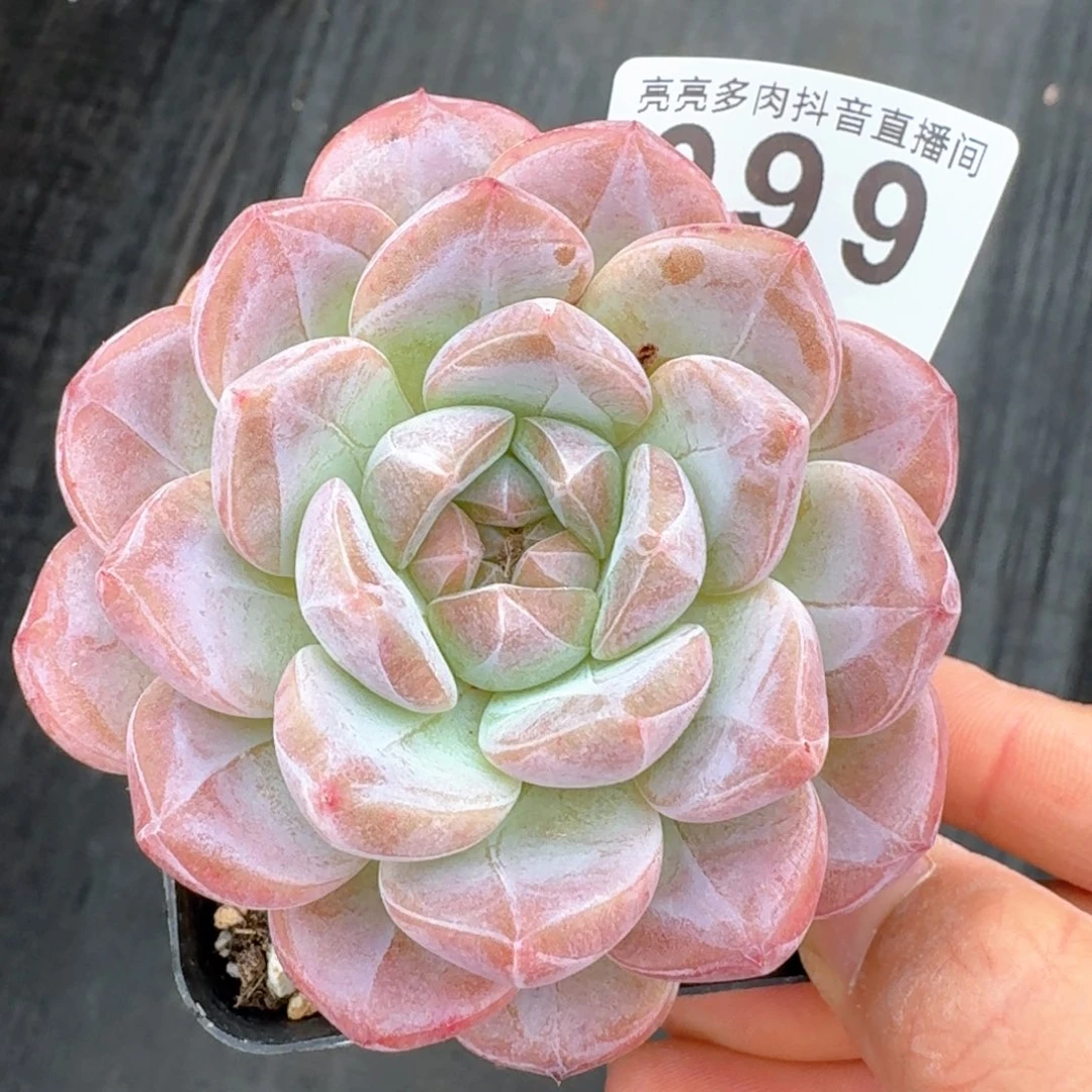 黛玉冰魄         多肉植物8公分