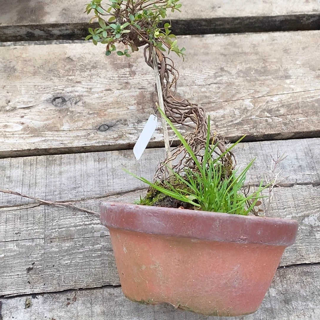 盆景？*？提根杜鹃